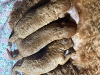 Orjinal poodle