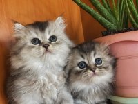 Scottish fold blue tabby longhair yavrularımız