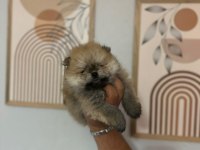 Pomeranian Boo Erkek Ve Dişi Yavrularımız