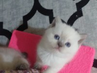 Scottish fold ve scottish straight erkek ile dişi