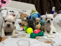 French bulldog yavrularımız yeni ailesi olmak ister misin