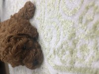 Orjinal toy poodle