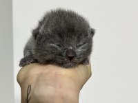 10 günlük yavrular scottish fold