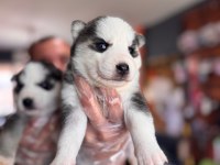 Masmavi gözleriyle husky sibirya kurdu yavrularımız