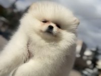 Güzeller güzeli pomeranian bebekler