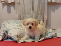 Sevgi dolu Morkie yavruları