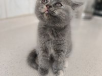 2 Aylık Orjinal British Shorthair Kedimiz
