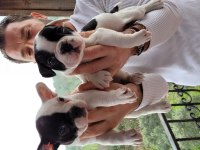 Safkan french bulldog yavruları