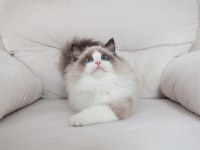 Full şecereli ragdoll yavruları