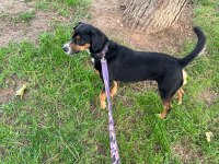 7 yaşında köpekler