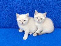 Minnaklar Sahiplendirimeye Hazırdır 