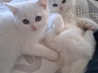 British longhair yavru
