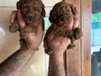 Poodle Yavrular
