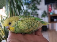 Yavru renk renk muhabbet kuşları