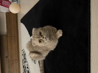 Ücretsiz sahiplendirme 3 yaşında scottish fold
