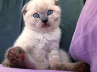 60 günlük blue Piont yavru