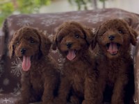 Toy Poodle Red Brown Bebekler
