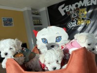  maltipo yavrular maltese toy poodle ankara mağazamızda
