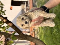 Toy poodle 40 günlük