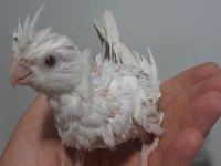 Yavru sultanlar albino