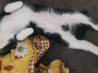 Tekli veya çoklu kedilerimizi sahiplendiriyoruz