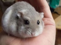 HAMSTER-GONZALES YAVRULARIMIZ HERYERE GÖNDERİM