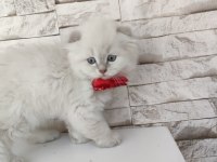 Scottish fold longhair