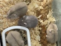 18 günlük hamster yavrular