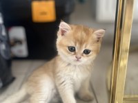 By12 golden british shorthair dişi ped