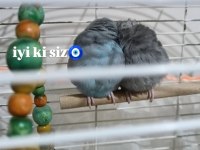 Hazır Çift Forpus Papağanı