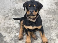 Üst Kalite Dev Rottweiler yavrular