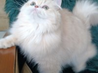 Şecereli safkan dişi british longhair