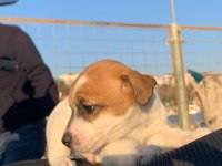 Çok güzel maskeli jack russell 1 dişi ve 1 erkek