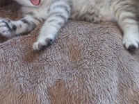 British Shorthair 2 Aylık Dişi Sağlıklı