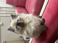 İRAN KEDİSİ EGZOTİK BLUE POİNT