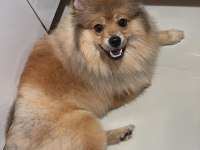 Genç pomeranian boo