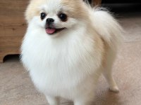 1 Yaşında Sıfır Burun Party Colour Dişi Pomeranian