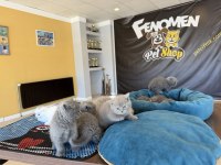 TOP KAFA SCOTTISH FOLD YAVRULAR MAĞAZAMIZDA GÖRÜN