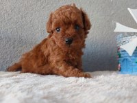 Kore Toy Poodle