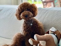 Toy Poodle Oğlumuza Eş Arıyoruz