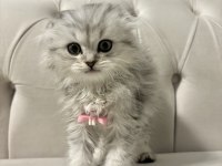 Scottish fold longhair dişi 2 aylık