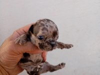 French bulldog köpekler