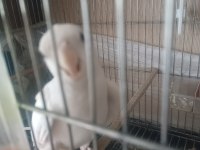 2 Yaşında Albino Erkek Kızgın Ve Lutino Ve Gren Sultan