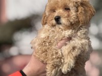 Dişi Toy Poodle Sahiplendirme
