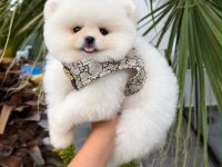 POMERANİAN BOO KÖPEĞİ