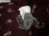Safkan kedimizin yavruları