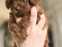 Safkan kore anne babadan minicik dişi poodle