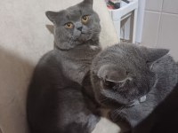 Ücretsiz kedi