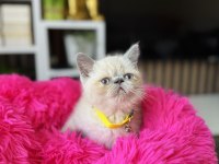 Exotic shorthair bluepoint