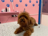 ORJİNAL TOY POODLE YETİŞKİN YAVRU